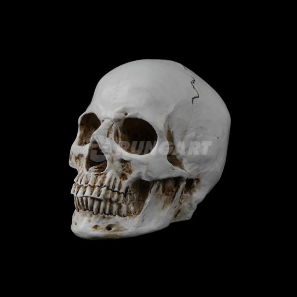 skull-large